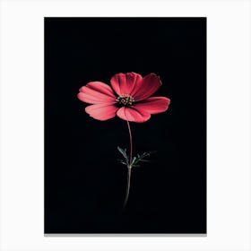 Red Cosmos Flower 1 Canvas Print