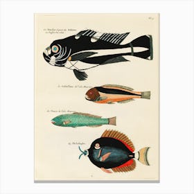 Colourful And Surreal Illustrations Of Fishes Found In Moluccas (Indonesia) And The East Indies, Louis Renard(12) Canvas Print