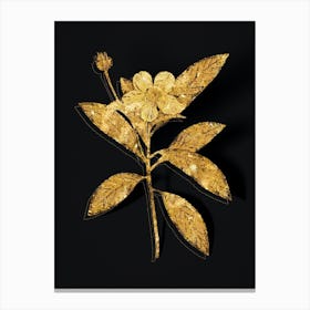 Vintage Loblolly Bay Botanical in Gold on Black n.0291 Canvas Print