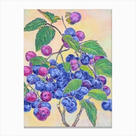 Loganberry Vintage Sketch Fruit Canvas Print