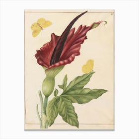 Anthurium 1 Canvas Print