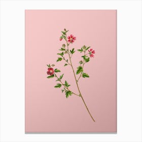 Vintage Cape African Queen Botanical on Soft Pink n.0049 Canvas Print