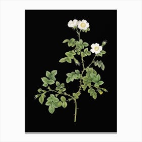 Vintage White Sweetbriar Rose Botanical Illustration on Solid Black n.0352 Canvas Print