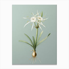 Vintage Streambank Spiderlily Botanical Art on Mint Green n.0354 Canvas Print