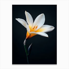 White Lily 1 Canvas Print