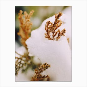 snow covered reeds Canvas Print