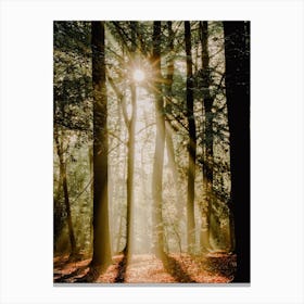 Morning Sunbeams in The Forest Canvas Print