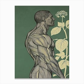 Anatomy Of A Man - Bodybuilder Canvas Print