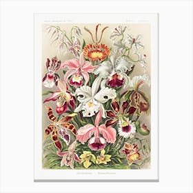 Orchideae–Denusblumen, Ernst Haeckel Canvas Print