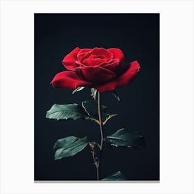 Red Rose On Black Background 48 Canvas Print