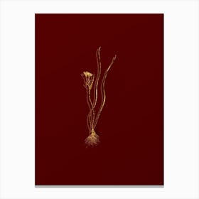 Vintage Ornithogalum Spathaceum Botanical in Gold on Red n.0237 Canvas Print