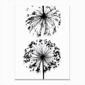 Black white allium 1 Canvas Print