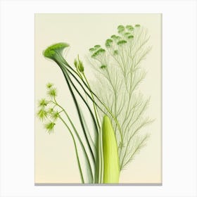 Fennel Herb Pencil Colour 2 Canvas Print