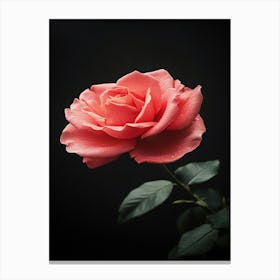 Pink Rose On Black Background 42 Canvas Print