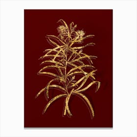 Vintage Narrow Leaved Spider Flower Botanical in Gold on Red n.0301 Canvas Print