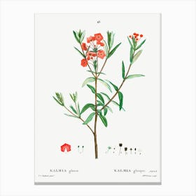 Kalmia Glauca, Pierre Joseph Redoute Canvas Print