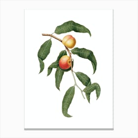 Vintage Peach Botanical Illustration on Pure White n.0744 Canvas Print
