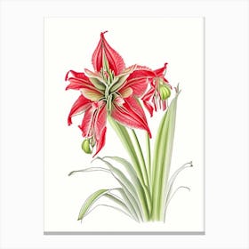 Amaryllis Floral Quentin Blake Inspired Illustration 3 Flower Canvas Print