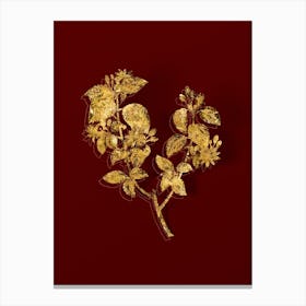 Vintage Crossberry Botanical in Gold on Red n.0147 Canvas Print
