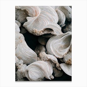 Sea Shell Detail No 1 Canvas Print