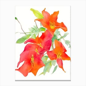 Trumpet Vine Wildflower Watercolour Canvas Print