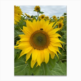 Summertime Bee Canvas Print