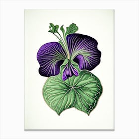 Sweet Violet Leaf Vintage Botanical 1 Canvas Print