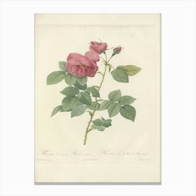 Rose Illustration, Pierre Joseph Redoute, Pierre Joseph Redoute(136) Canvas Print