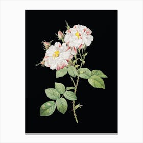 Vintage White Damask Rose Botanical Illustration on Solid Black n.0810 Canvas Print