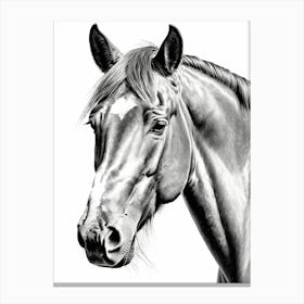 Highly Detailed Pencil Sketch Portrait of Horse with Soulful Eyes 10 Canvas Print