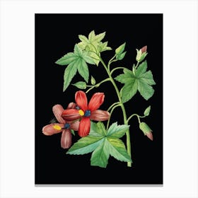 Vintage Lavatera Phoenicea Botanical Illustration on Solid Black n.0388 Canvas Print