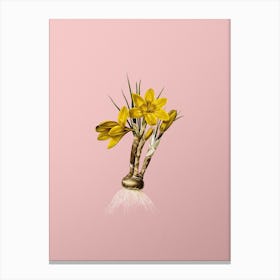 Vintage Crocus Luteus Botanical on Soft Pink n.0591 Canvas Print