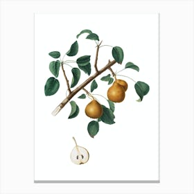 Vintage Seckel Pear Botanical Illustration on Pure White Canvas Print
