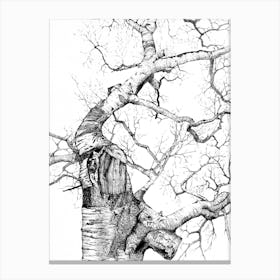 Crooked Birch Canvas Print