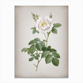 Vintage White Rose Botanical on Parchment n.0926 Canvas Print