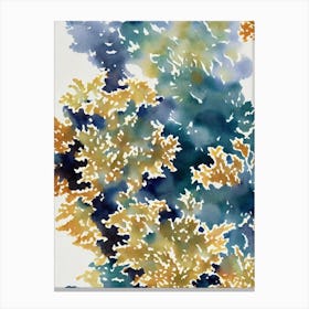 Acropora Pulchra Vintage Graphic Watercolour Canvas Print