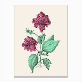 Rose Hibiscus Canvas Print