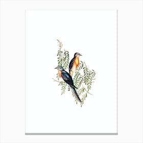 Vintage Ash Coloured Cuckoo Bird Illustration on Pure White Canvas Print