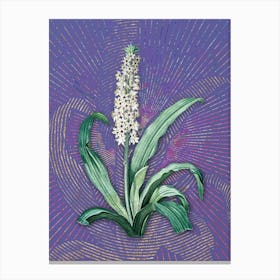 Vintage Eucomis Punctata Botanical Illustration on Veri Peri n.0355 Canvas Print