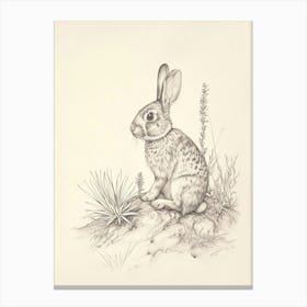 English Spot Rabbit Drawing 3 Canvas Print