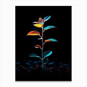 Plant In The Dark 42 Canvas Print