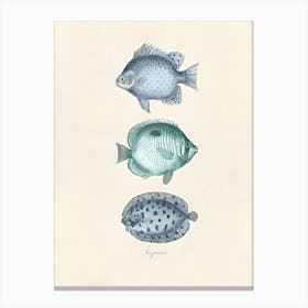 Vintage Illustration Three Fish Canvas Print