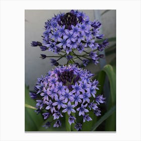 Allium Canvas Print