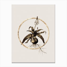 Gold Ring Lachenalia Lanceaefolia Glitter Botanical Illustration n.0312 Canvas Print