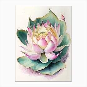 Sacred Lotus Watercolour Ink Pencil 2 Canvas Print