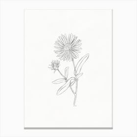 Aster Sketch Canvas Print