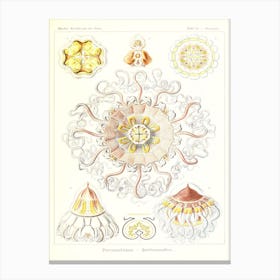 Haeckel 2 Tafel 38 Canvas Print