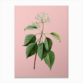 Vintage Pagoda Dogwood Botanical on Soft Pink Canvas Print