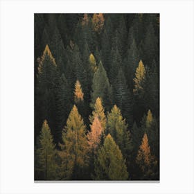 Autumn Pine Forest Canvas Print