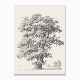 Black Oak Tree Sketch Canvas Print
